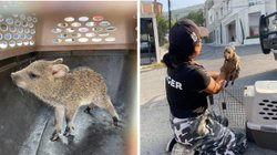 EH_DOS_FOTOS_2025_11_19_T135345_828_aff7e0f589