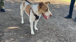 Entregan_a_La_Manchas_perrita_maratonista_para_su_adopcion_png_94a2301b99