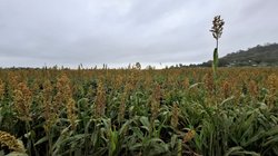 IMG_20260428_WA_0278_876588e9a7