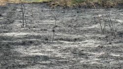Incendio_forestal_Bustamante_Coahuila_0d2c98a374