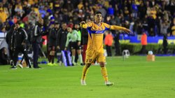 Tigres_Brunetta_2ee857b418