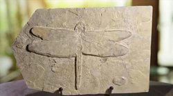 Whats_App_Image_2026_01_15_at_1_07_27_AM_a84810a53a