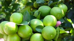 Whats_App_Image_2026_03_17_at_16_34_14_754d0f4840