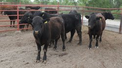 aplican_mas_10_vacunas_por_casos_gusano_barrenador_525a7116e9
