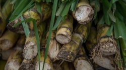 aranceles_azucar_mexico_8a1c4b0f8c