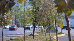 bosques_ciudadanos_c1a77ea707