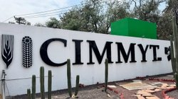 cimmyt_cc87527677