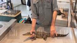 cocodrilo_455c3ab40b