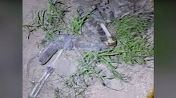 colectivo_osamenta_reynosa1_c759f5cebe