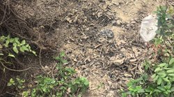 colectivo_restos_viaducto_reynosa1_1ebf4a78b9