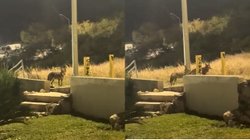 coyotes_san_pedro_9586c25ad8