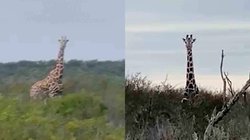 ec9e9469_19ff_4067_be2a_19497419b562_f93391b89e