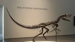 esqueleto_dinosaurio_a04d876e8b