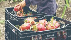 finanzas_cebolla_46120d3927