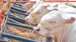 gusano_barrenador_70f53d8b19