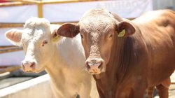 gusano_barrenador_coahuila_3566c8cdeb