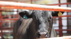 gusano_barrenador_coahuila_cuantos_casos_hay_f7382eea50