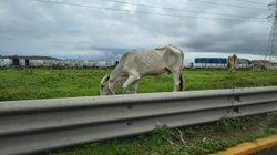 gusano_barrenador_en_altamira_64a30a6450