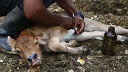 gusano_barrenador_mexico_3a5ca29419