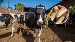 gusano_barrenador_mexico_aebde18a34