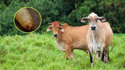 gusano_edomex_29_casos_6b3d7bc6f1