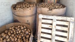incautan_916_kilos_metanfetamina_oculta_entre_jicamas_08c5c84811