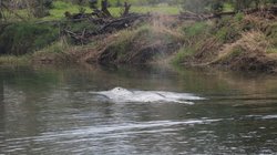 inter_ballena_washington_0ee74ee9b5