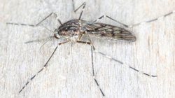 inter_mosquito_islandia_84aaf8e839