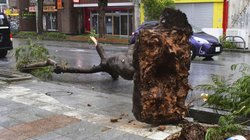 japon_tifon_a680ec9f46