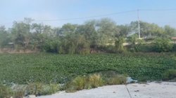 lirio_acuatico_reynosa1_c86bff0fa4