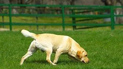los_perros_y_el_olfato_1_a55640bd49