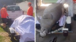 manati_muerto_veracruz_df3ec7d65b