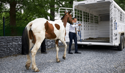 manchas_2026_ebdd84b340