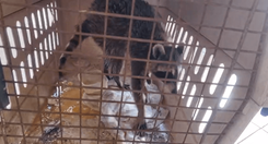 mapache_archivo_613dc53730