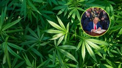 marihuana_trump_a692d310bb