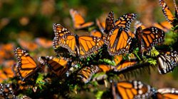 mariposa_monarca_sheinbaum_12bcffd29b