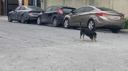 mascotas_extraviadas_db5dcd2bc0