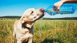 mascotas_olar_calor_8ea0528a50