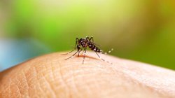 mexico_dengue_19427cdde3