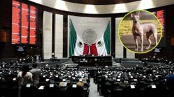 nacional_senado_xoloitzcuintle_c233ed40c9