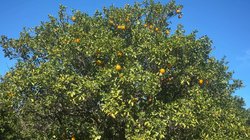 naranja_heladas_tamaulipas_3460467185