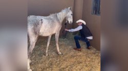 nl_miguel_flores_caballo_96581f8757