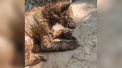 nl_osa_la_pastora_0b22f5f536