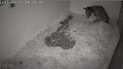 nl_osita_mina_3c6bdcbdf2