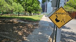 nl_patos_san_pedro_4d62daee76