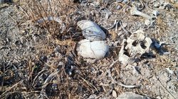 osamenta_reynosa_2_28c46658be