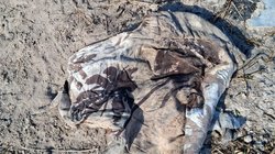 osamenta_reynosa_6be5a0bb90