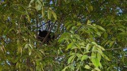 oso_atrapado_en_arbol_apodaca_643f100528