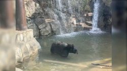 oso_museo_desierto1_51a8dc2843