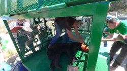 oso_saltillo_cerro_1bad967f9e